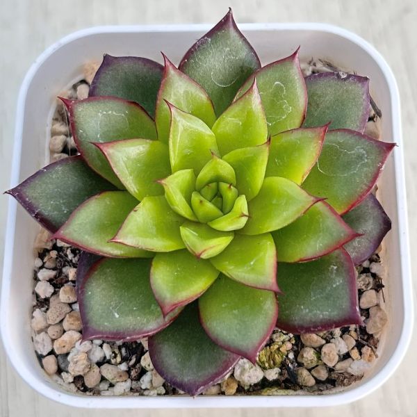 多肉植物　ルンヨニー　抜き苗　エケベリア 楽天市場】農園直売 多肉植物 寄せ植え エケベリア属 ルンヨニー錦（単