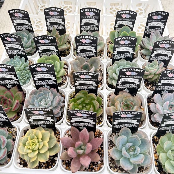 楽天市場】☆送料無料☆多肉植物 エケベリアセレクション 10種類