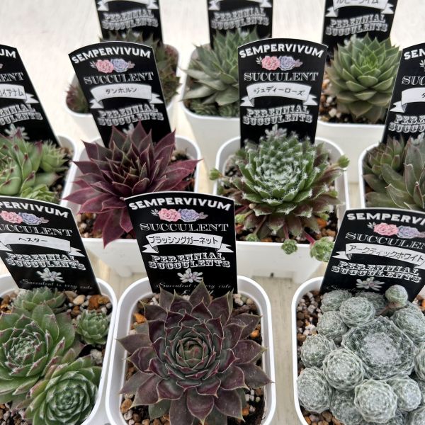 可愛い❤︎多肉植物セット❤︎10種類❤︎レアなセットです！ Amazon｜多肉植物 エケベリア等 おまかせ韓国苗10種類セット