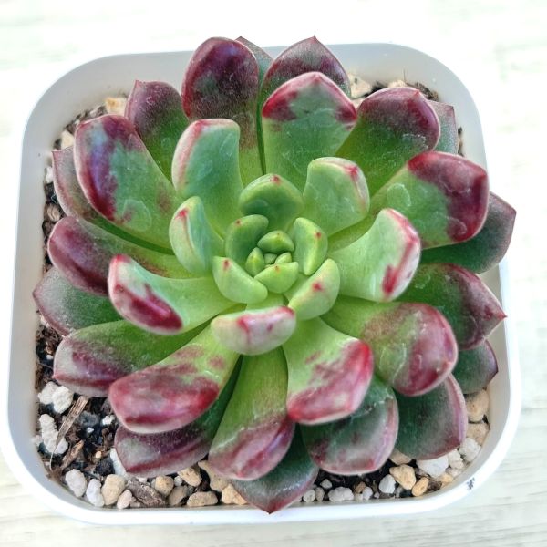 り*ぺ様 A355-4　ブルミニマ錦　105苗　多肉植物　土根付き　エケベリア り*ぺ様 A355-4 ブルミニマ錦 105苗 多肉植物 土根付き