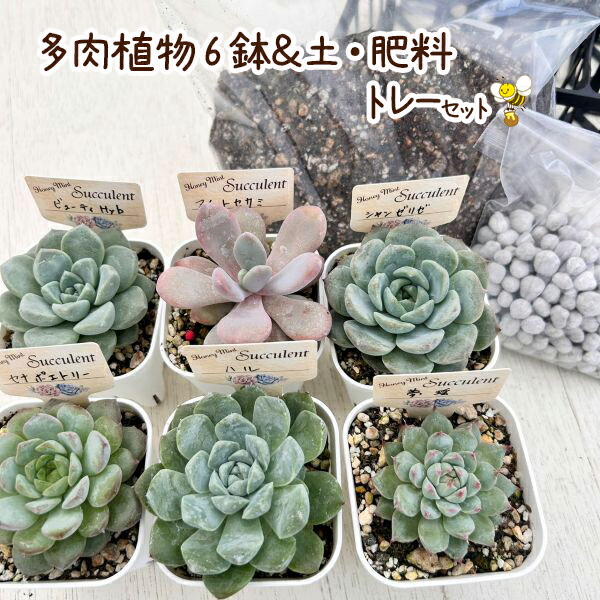 センペルビウム10株SET❗️品種ラベル付き❗️ 綺麗な苗✳️】 センペルビウム10株SET❗️品種ラベル付き❗️ 綺麗な苗✳️】