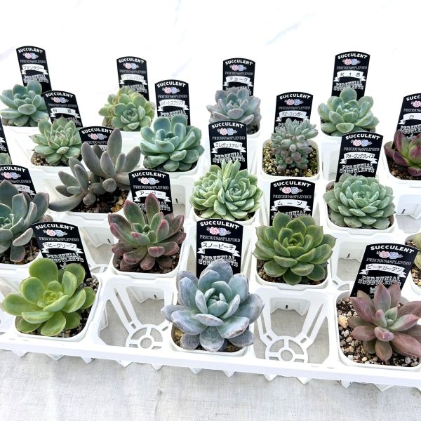 楽天市場】☆送料無料☆多肉植物 エケベリアセレクション 10種類