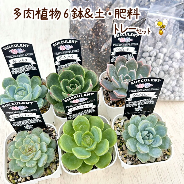 多肉植物セット*2 楽天市場】プラントコレクション 多肉植物セット2 トイザらス
