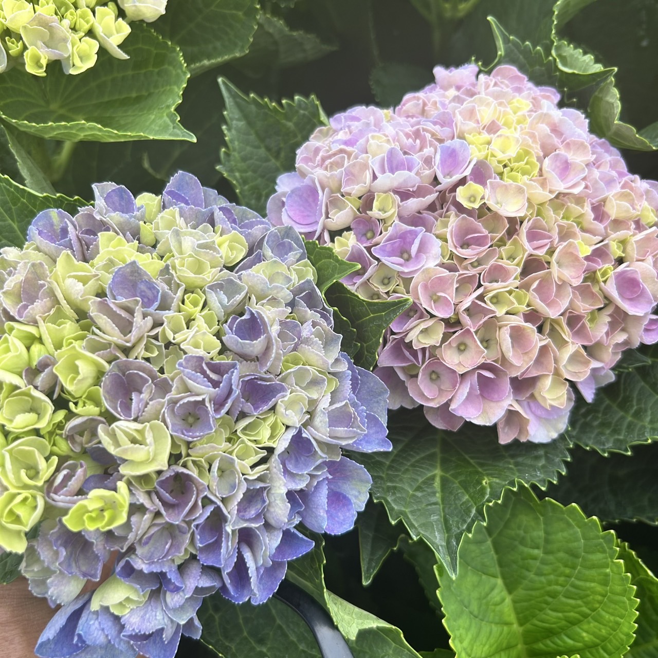 楽天市場】【当店農場生産】ハイドランジア アジサイ 旭日昇天（きょく