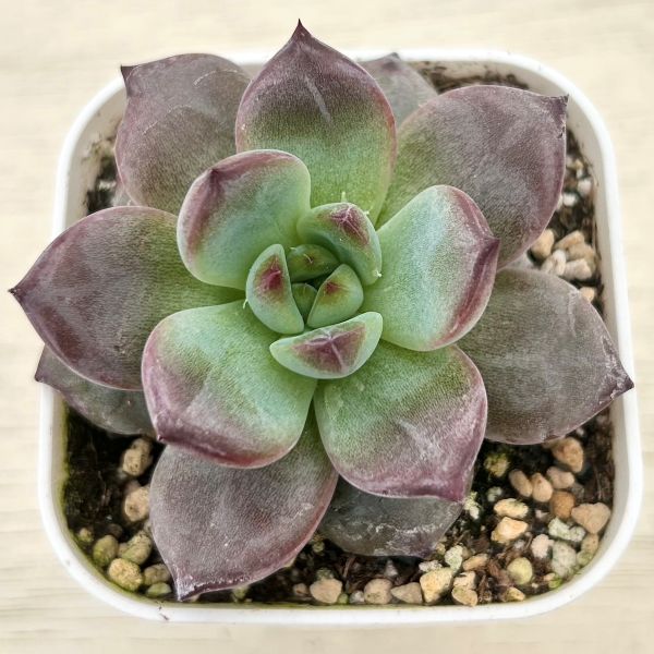 楽天市場】【当店農場生産】○多肉植物 エケベリア ミルクキャップ 7.5