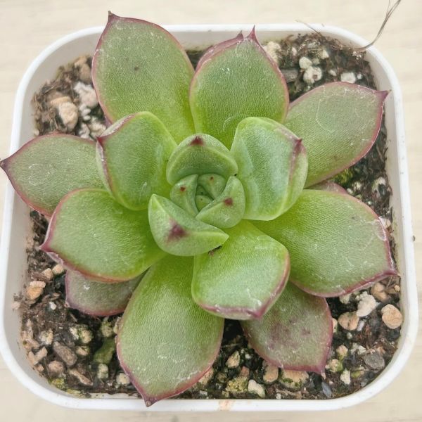 楽天市場】【当店農場生産】多肉植物 アガベ ミスターリップル