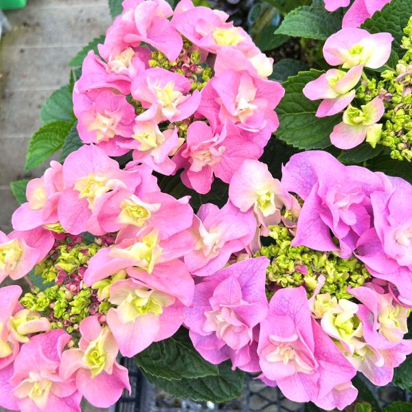 楽天市場】【当店農場生産】ハイドランジア ディープパープル ディープ