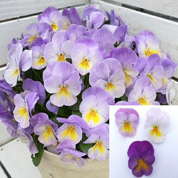 楽天市場】【当店農場生産】ビオラ ももか わいん（花なし苗） 9