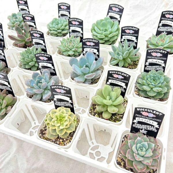 多肉植物　ミニ苗セット 農場直送！多肉植物 ミニ苗 10個セット 1寸 (1号 3cmポット