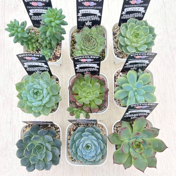 楽天市場】【当店農場生産】○多肉植物 エケベリア ルンヨニー錦