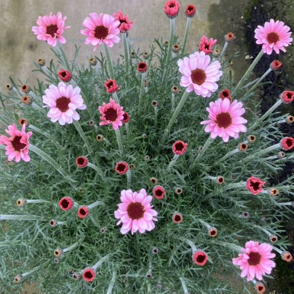 ★大人気★マーガレット ストロベリーホイップ 楽天市場】【当店農場生産】マーガレット ストロベリーホイップ PW 9