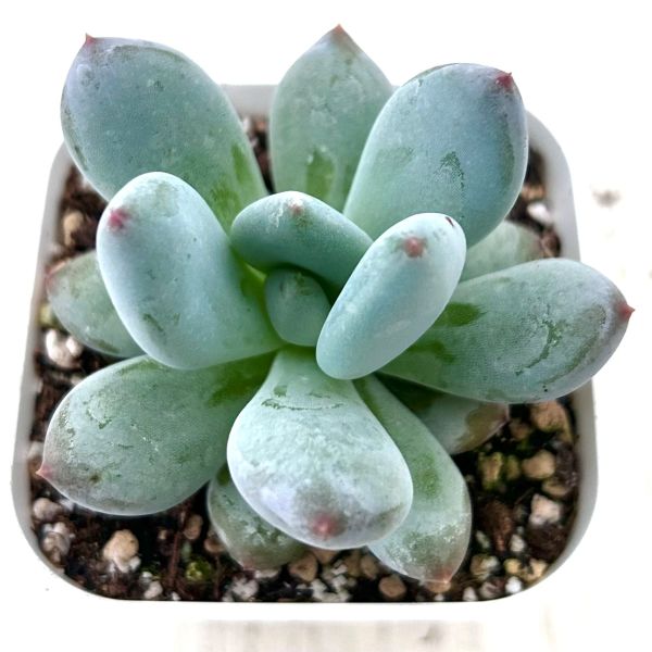 楽天市場】【当店農場生産】多肉植物 コチレドン ペンデンス 7.5