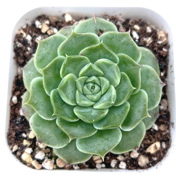 多肉植物　ギルバの薔薇　3株　抜き苗　エケベリア 多肉植物 ギルバの薔薇 3株 抜き苗 エケベリア 【公式通販】