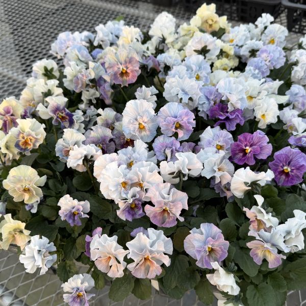 【当店農場生産】パンジーシエルブリエピンクミックス（花なし苗）9センチポット苗花壇や寄せ植えに♪