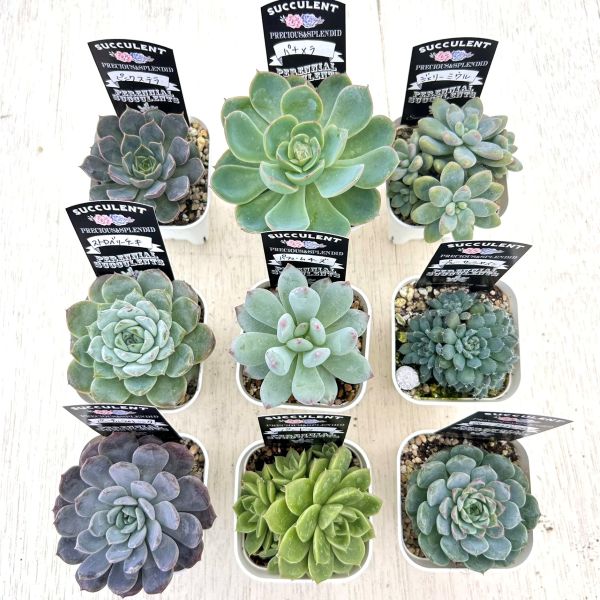 新入荷 15種類セット H234×105苗 土付き 詰め合わせ 多肉植物 Sサイズ20種類名前付き苗セット 多肉植物根付苗セット 名前付き