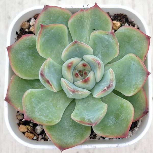 楽天市場】【当店農場生産】○多肉植物 エケベリア ピンクラビット 7.5