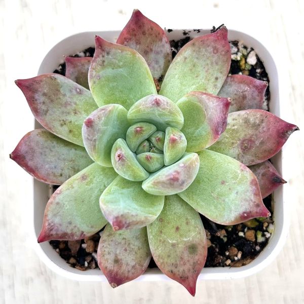 楽天市場】【当店農場生産】○多肉植物 エケベリア ルンヨニー錦