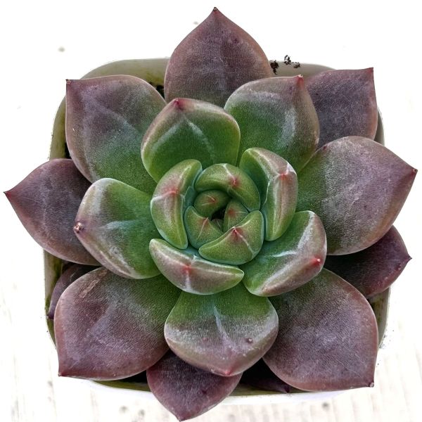 多肉植物 50苗 ミルクキャップ ※抜き苗 多肉植物 50苗 ミルクキャップ ※抜き苗 多肉植物 エケベリア レッド