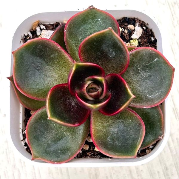 楽天市場】【当店農場生産】○多肉植物 エケベリア ルンヨニー錦 7.5