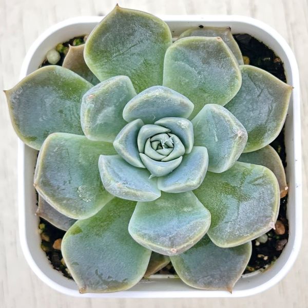 楽天市場】【当店農場生産】○多肉植物 エケベリア ブルーミニマ