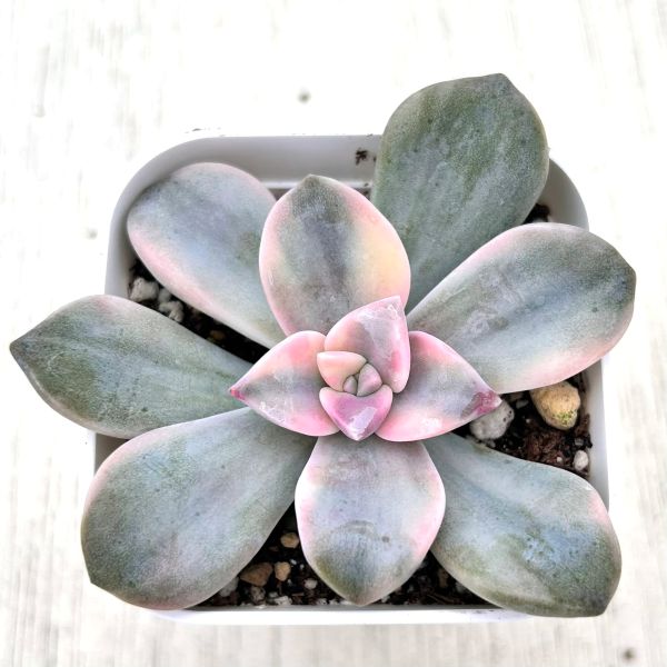 楽天市場】【当店農場生産】○多肉植物 エケベリア ルンヨニー錦 7.5 楽天市場】【当店農場生産】○多肉植物 エケベリア ルンヨニー錦 7.5