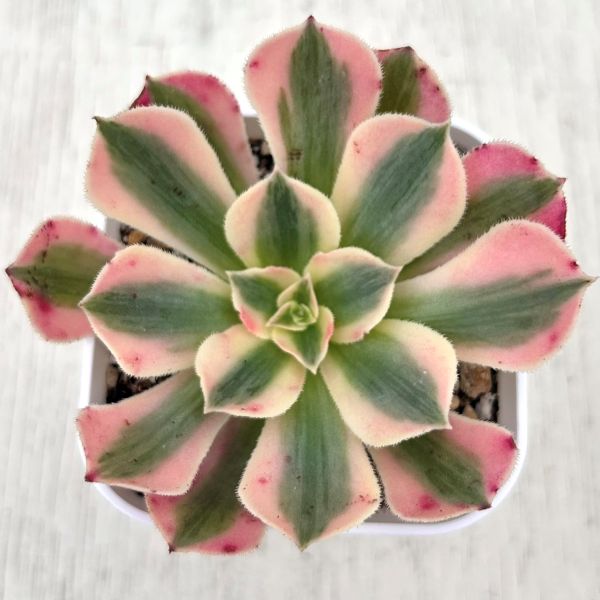 楽天市場】【当店農場生産】多肉植物 アエオニウム サンバースト