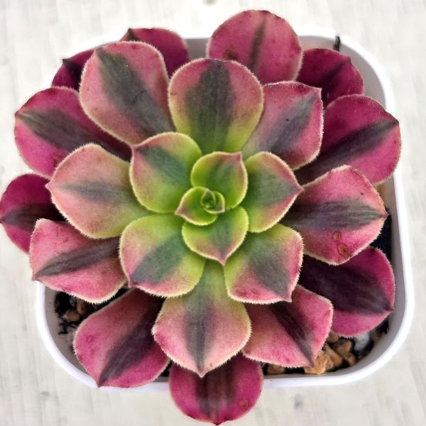 楽天市場】【限定20セット！】多肉植物詰め合わせ☆20種類セット 超