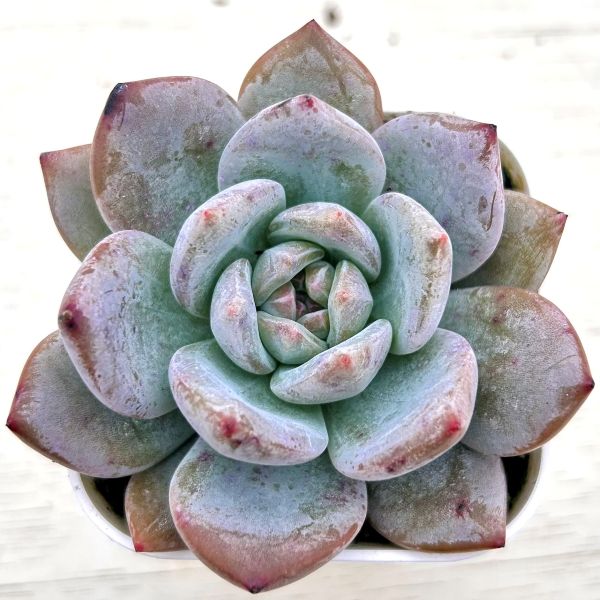 楽天市場】【当店農場生産】○多肉植物 エケベリア ピーチブロッサム