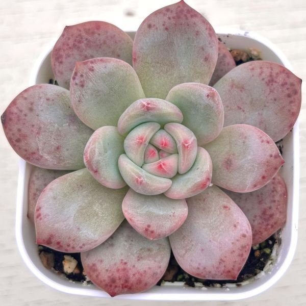 楽天市場】【当店農場生産】◎多肉植物 エケベリア オレンジkorean 7.5