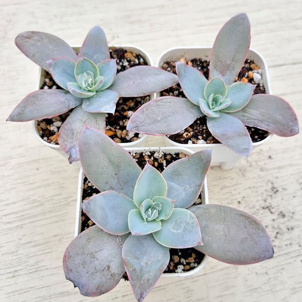 専用ページ　　　多肉植物　アエオニウム属(グリーノビア) ◇多肉植物◇アエオニウム◇グリーノビア◇オーレア◇群生