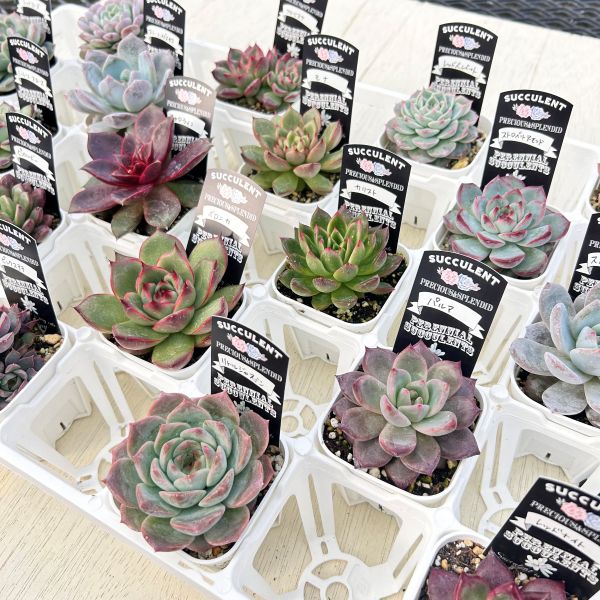 楽天市場】【限定20セット！】多肉植物詰め合わせ☆20種類セット