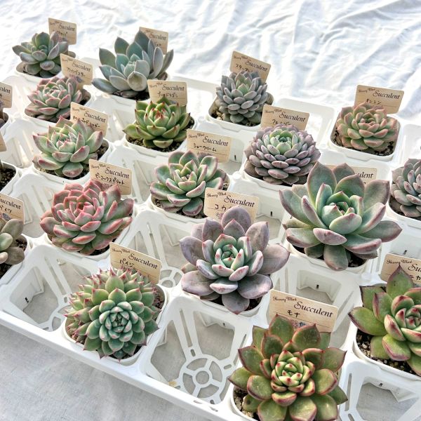 楽天市場】【限定20セット！】多肉植物詰め合わせ☆20種類セット