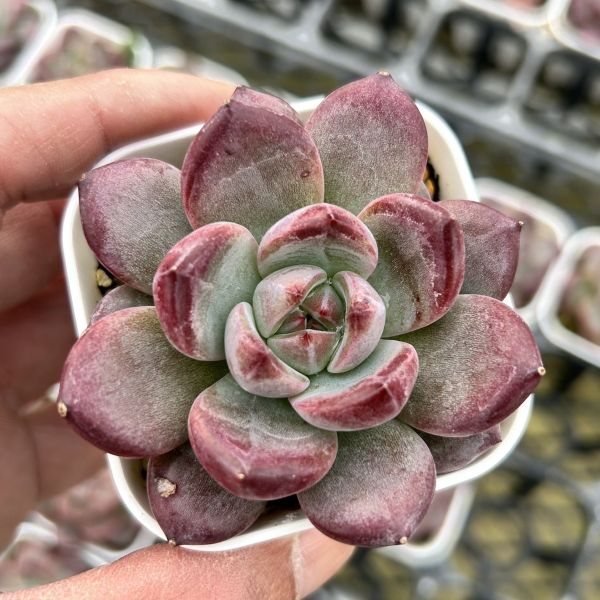 楽天市場】【当店農場生産】◎多肉植物 エケベリア パープルクリスタル