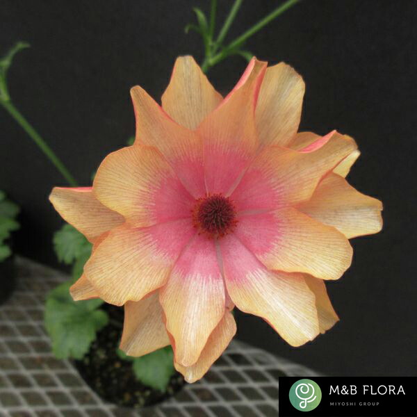 楽天市場】【当店農場生産】ラナンキュラス ラックス アリアドネ 9