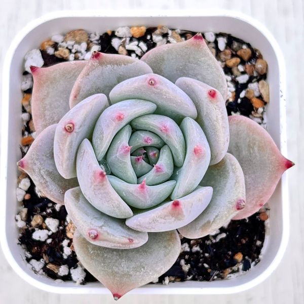 楽天市場】【当店農場生産】◎多肉植物 エケベリア ピンクジェニー 7.5