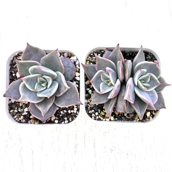 楽天市場】【当店農場生産】○多肉植物 エケベリア 大和錦