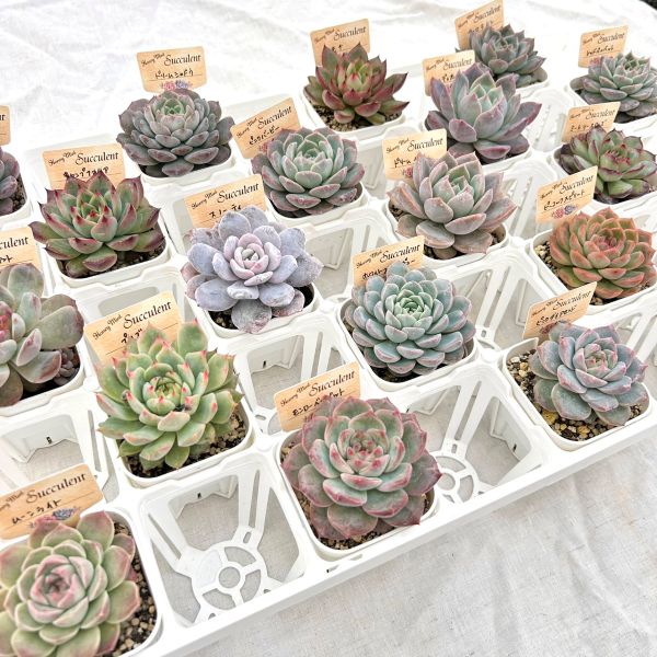 楽天市場】【限定20セット！】多肉植物詰め合わせ☆20種類セット 超
