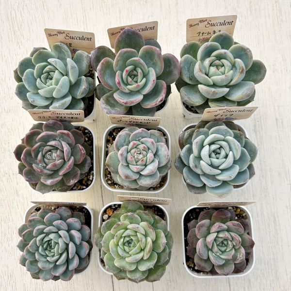 多肉セット③ 楽天市場】【超目玉品】A~B品 箱詰めぎゅうぎゅう寄せ植えセット 20-25