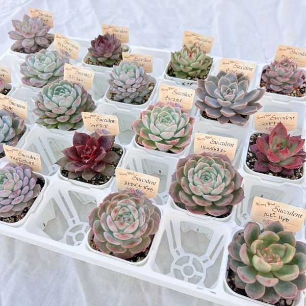 楽天市場】【限定20セット！】多肉植物詰め合わせ☆20種類セット 超