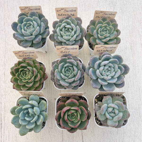 楽天市場】【当店農場生産】○多肉植物 エケベリア ルンヨニー錦 7.5