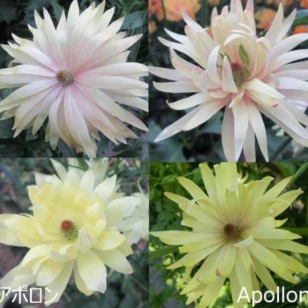 きなこ■花苗ラナンキュラスラックスシリーズ■アポロン&ペネロペ きなこ様専用□花苗ラナンキュラスラックスシリーズ□アポロン