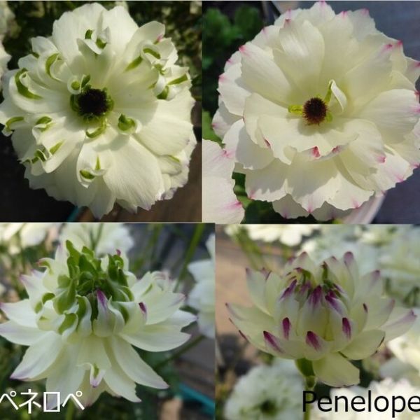 楽天市場】【当店農場生産】ラナンキュラス ラックス アポロン 9センチ