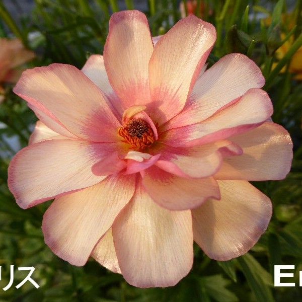 楽天市場】予約販売 ラナンキュラス ラックス 苗 エリス 10.5cmポット