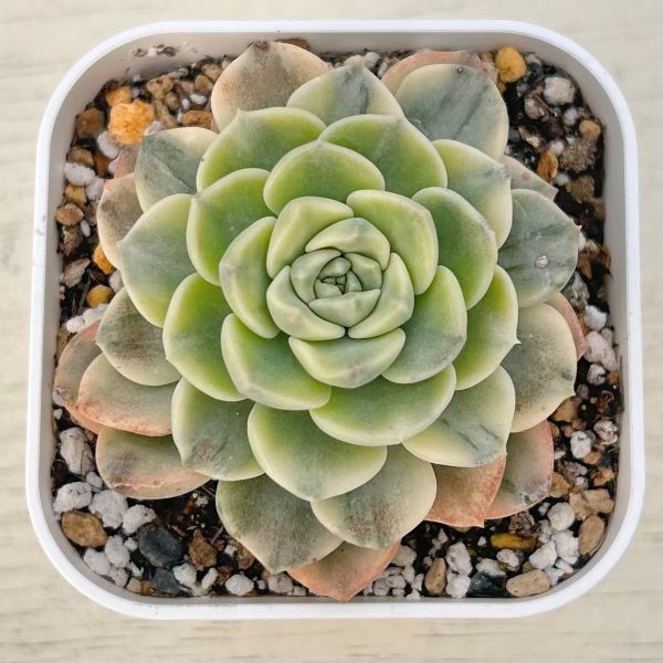 楽天市場】【当店農場生産】○多肉植物 エケベリア クランベリー 7.5