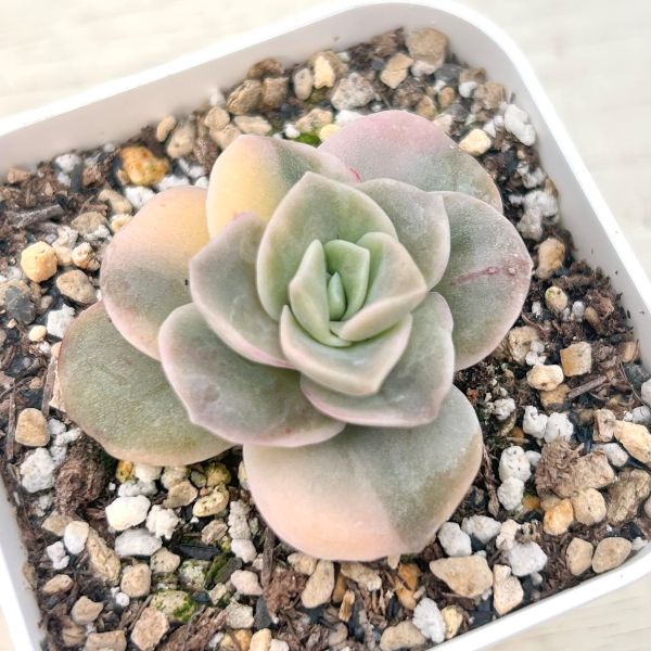 楽天市場】【当店農場生産】◎多肉植物 エケベリア アイスラブリー