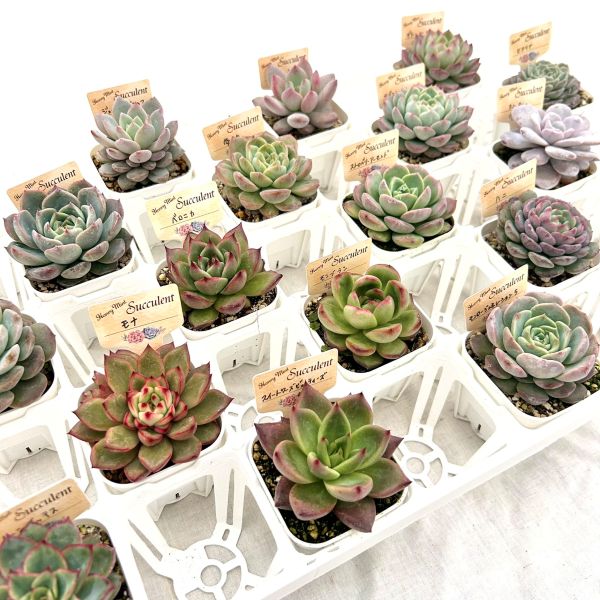 楽天市場】【限定20セット！】多肉植物詰め合わせ☆20種類セット 超