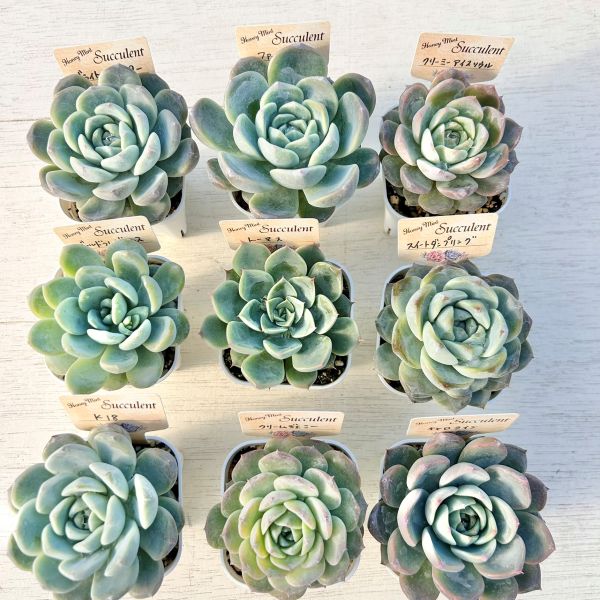 楽天市場】【限定20セット！】多肉植物詰め合わせ☆20種類セット 超