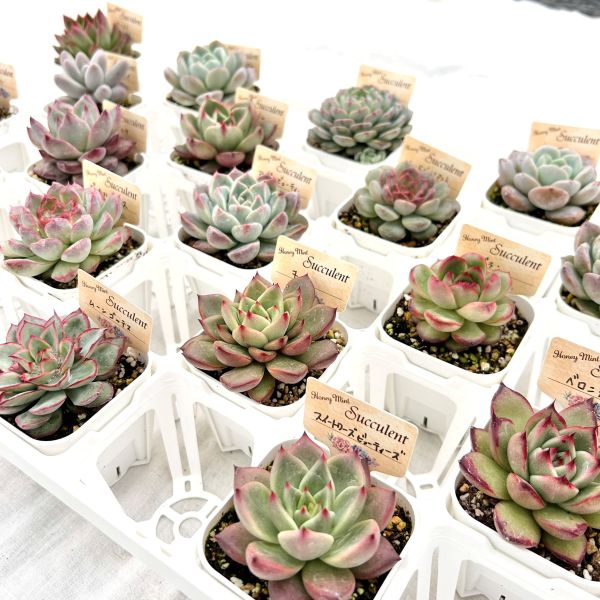 楽天市場】【限定20セット！】多肉植物詰め合わせ☆20種類セット 超