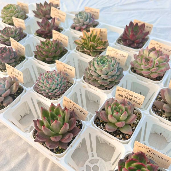 楽天市場】☆送料無料☆多肉植物苗9種類セット☆おひとり様1セット限り