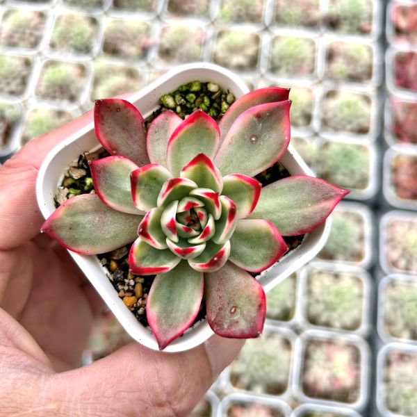 楽天市場】【当店農場生産】○多肉植物 エケベリア ビアンテ 7.5センチ